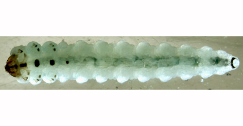 Heterarthrus vagans larva,  ventral