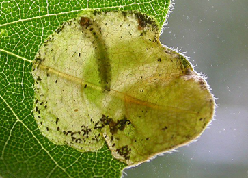 Mine of Heterarthrus wuestneii on Acer campestre