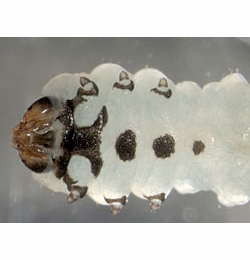 Heterarthrus wuestneii larva,  ventral
