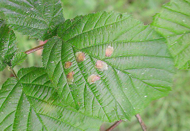 Mine of Incurvaria pectinea
