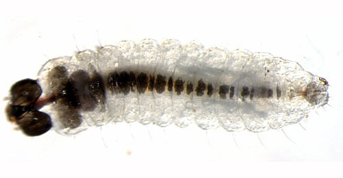 Incurvaria pectinea larva,  dorsal