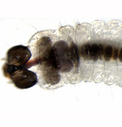 Incurvaria pectinea larva,  dorsal