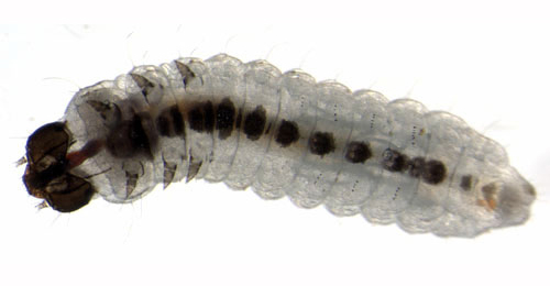 Incurvaria pectinea larva,  ventral