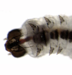 Incurvaria pectinea larva,  ventral