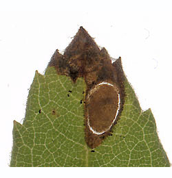 Mine of Incurvaria praelatella on Spiraea douglasii