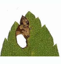 Mine of Incurvaria praelatella on Spiraea douglasii