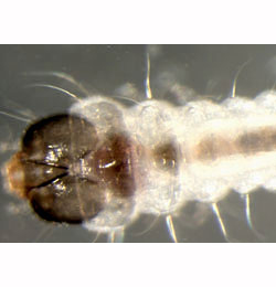 Incurvaria praelatella larva,  dorsal