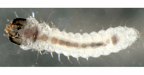 Incurvaria praelatella larva,  ventral