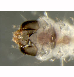 Incurvaria praelatella larva,  ventral