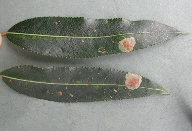 Mines of Isochnus sequensi on Salix