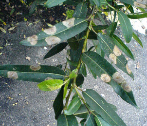 Mine of Isochnus sequensi on Salix