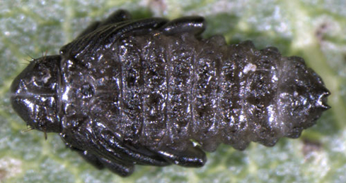 Isochnus sequensi pupa,  dorsal