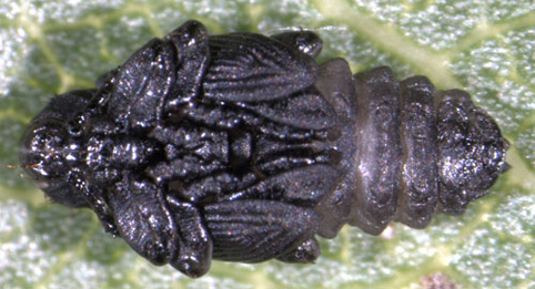 Isochnus sequensi larva,  ventral