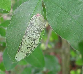 Mine of Leucoptera laburnella on Laburnum