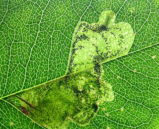 Mine of Leucoptera laburnella on Laburnum