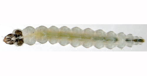 Leucoptera laburnella larva,  dorsal