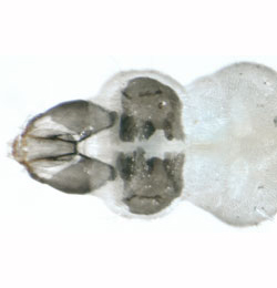 Leucoptera laburnella larva,  dorsal