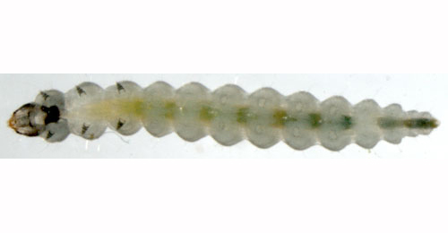 Leucoptera laburnella larva,  ventral