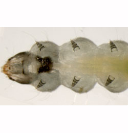 Leucoptera laburnella larva,  ventral