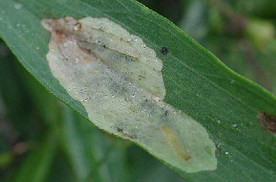 Mine of Leucoptera lathyrifoliella on Lathyrus sylvestris