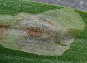 Mine of Leucoptera lathyrifoliella on Lathyrus sylvestris