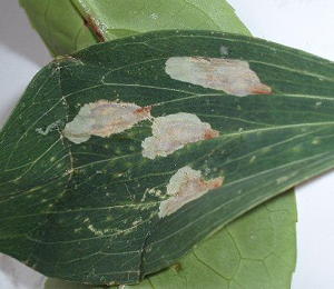 Mine of Leucoptera lathyrifoliella on Lathyrus sylvestris