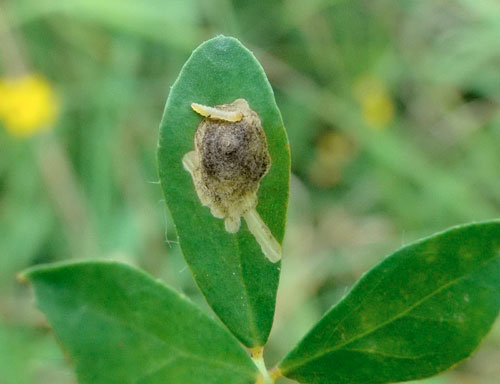 Mine of Leucoptera lotella on Lotus pedunculatus