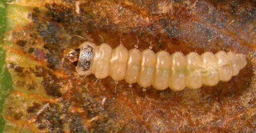 Leucoptera malifoliella young larva,  dorsal