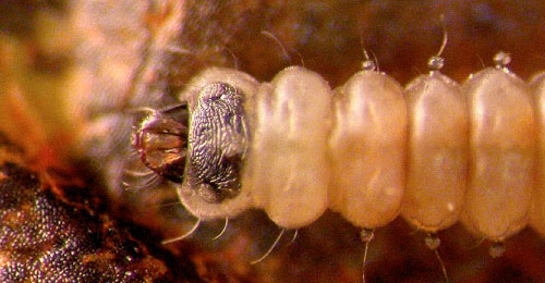 Leucoptera malifoliella young larva,  dorsal