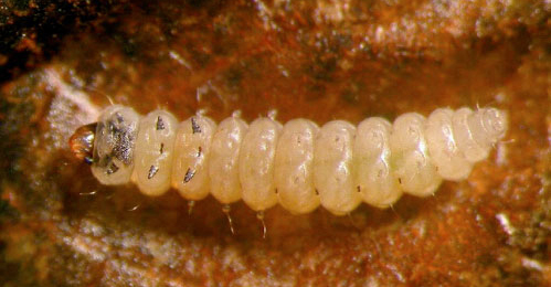 Leucoptera malifoliella young larva,  ventral
