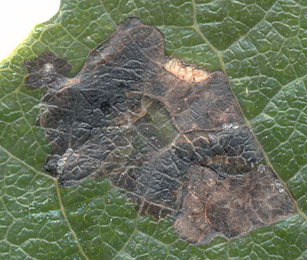 Mines of Leucoptera sinuella on Populus x canescens