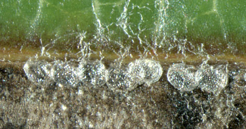 Egg shells of Leucoptera sinuella on Populus x canescens
