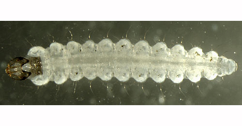 Leucoptera sinuella larva,  dorsal