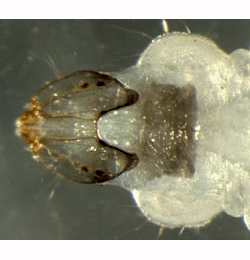 Leucoptera sinuella larva,  dorsal