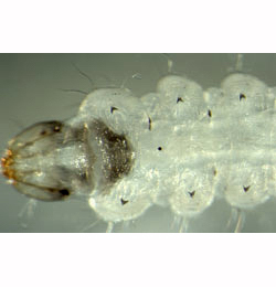 Leucoptera sinuella larva,  ventral