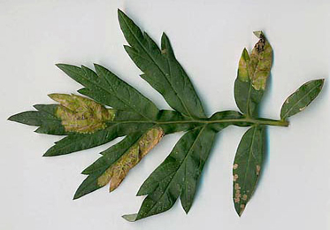 Mine of Leucospilapteryx ommisella on Artemisia vulgaris