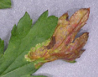 Mine of Leucospilapteryx ommisella on Artemisia vulgaris