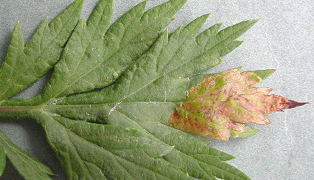 Mine of Leucospilapteryx ommisella on Artemisia vulgaris