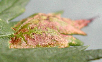 Mine of Leucospilapteryx ommisella on Artemisia vulgaris