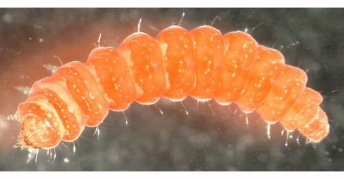 Leucospilapteryx ommisella larva,  dorsal