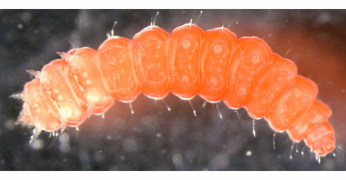Leucospilapteryx ommisella larva,  ventral