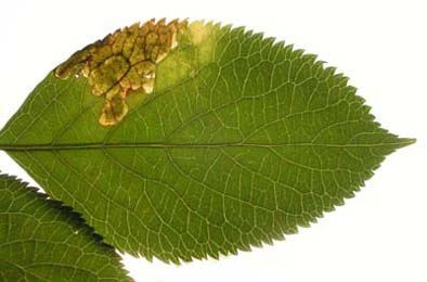 Mine of Liriomyza amoena on Sambucus nigra