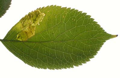 Mine of Liriomyza amoena on Sambucus nigra