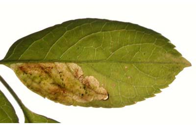 Mine of Liriomyza amoena on Sambucus nigra