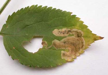 Mine of Liriomyza amoena on Sambucus nigra