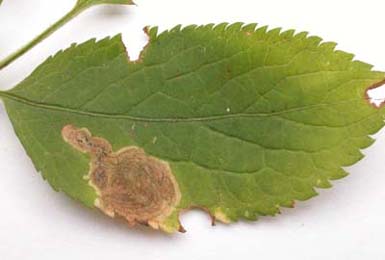 Mine of Liriomyza amoena on Sambucus nigra