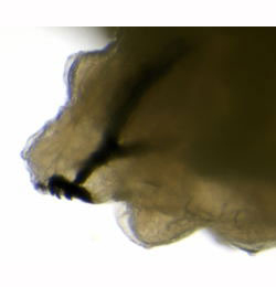 Liriomyza amoena larva,  lateral