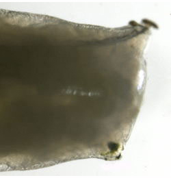Liriomyza amoena larva,  lateral