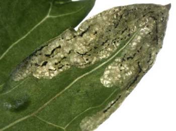 Mine of Liriomyza artemisicola on Artemisia vulgaris