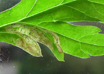 Mine of Liriomyza artemisicola on Artemisia vulgaris